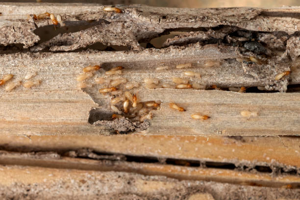 Best Wildlife Control Services  in Dale, PA