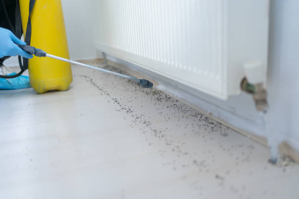 Best Affordable Pest Control Services  in Dale, PA